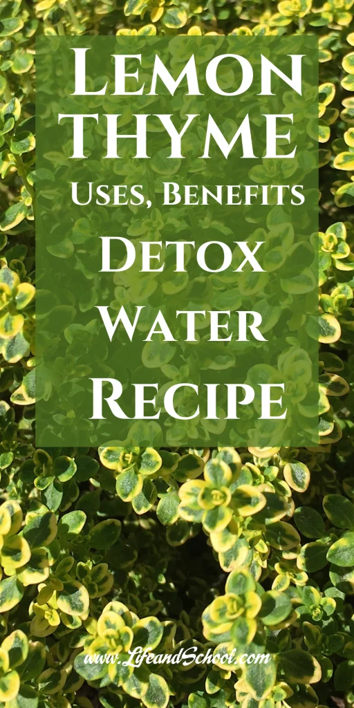 Lemon Thyme