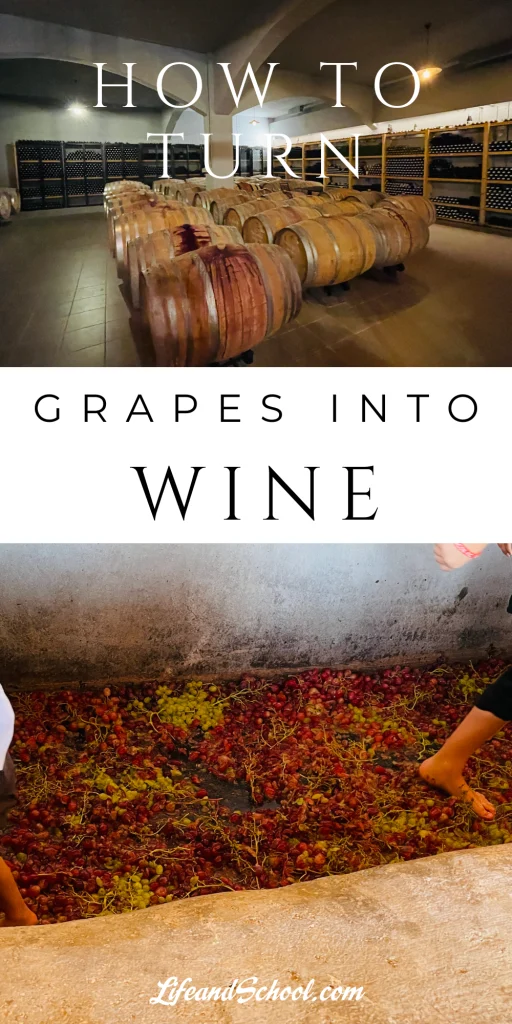 turning grapes into wine