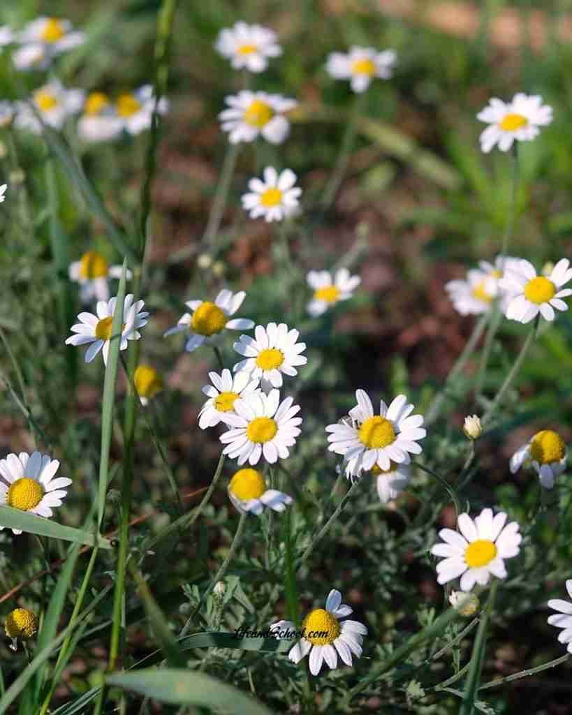 Chamomile