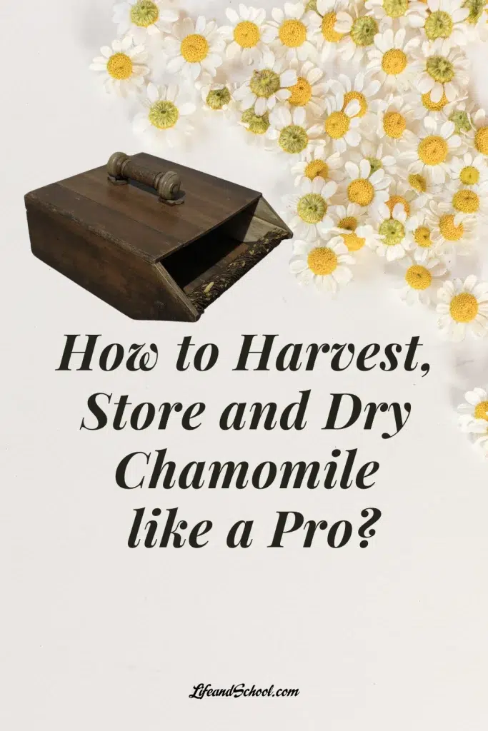 Chamomile Harvester