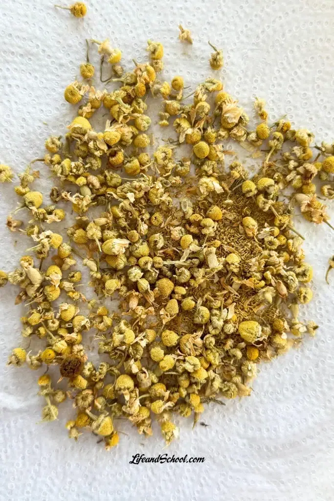 Chamomile Drying